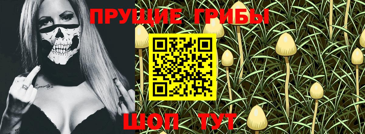 купить наркотики цена  Псилоцибиновые грибы MAGIC MUSHROOMS  Вход с VPN  Сухой Лог  Псилоцибиновые грибы Cubensis 
